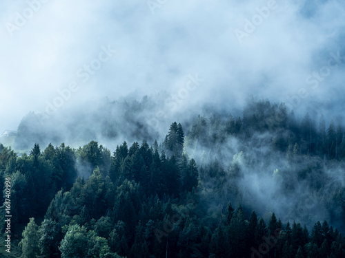 brouillard et brume passe à travers les arbres, sapins et épicéas donnant une atmosphère fantasmatique