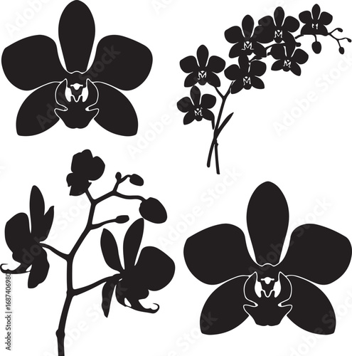 Orchid flower silhouettes black white