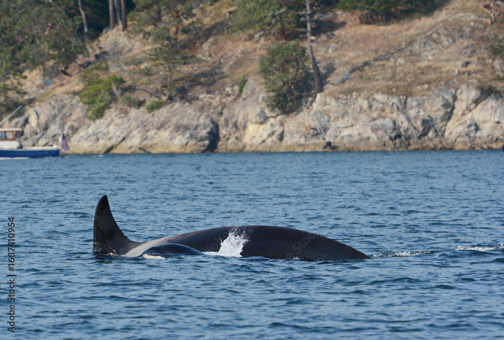 Fototapeta premium Orcas Swimming In Salish Sea - San Juan Islands Region