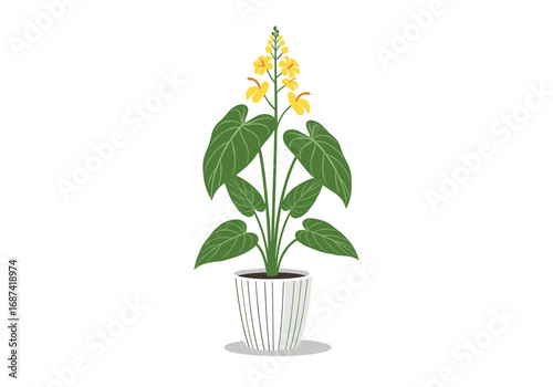 Beautiful tall potted yellow flower plant with large green leaves and textured white pot for home decoration