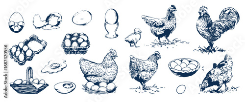 Chicken on the nest and fresh eggs, vector illustration. Farm vintage sketch