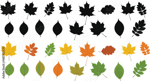 Collection of colorful autumn leaves and black silhouettes showing different shapes, types, fall season foliage, nature, and botanical elements.
