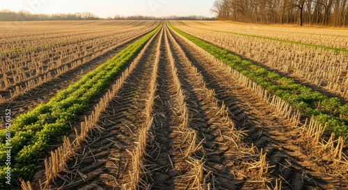 Medium shot of a fallow field resting under sunlight depicting periods of intentional soil recovery and nutrient restoration