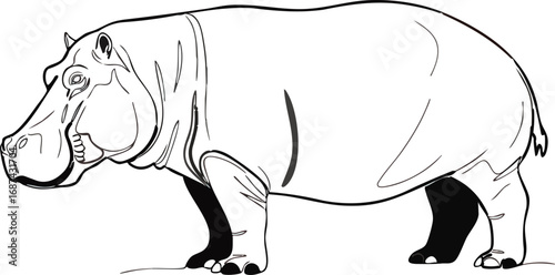 Side view of a hippopotamus, detailed line drawing.