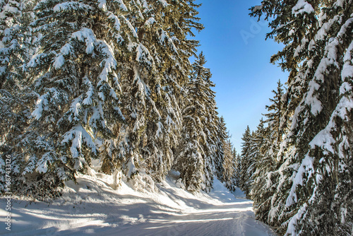 ski slope crossing a beautiful forest with firs covered with snow in tarentai...