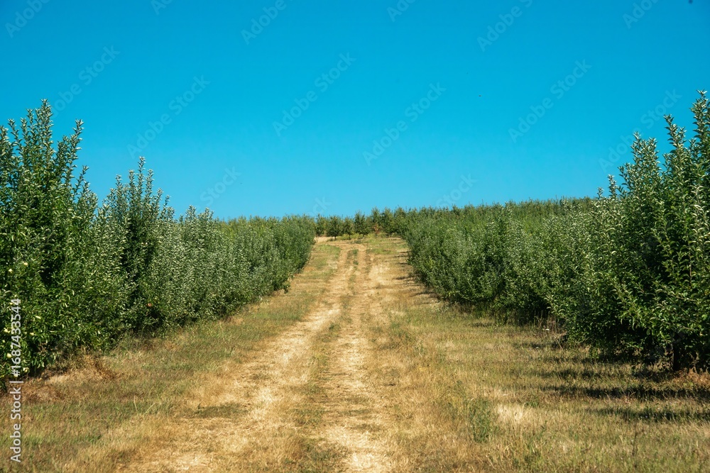 Fototapeta premium country road in an apple orchard in the foothills of the Western Caucasus (Southern Russia) on a sunny summer day