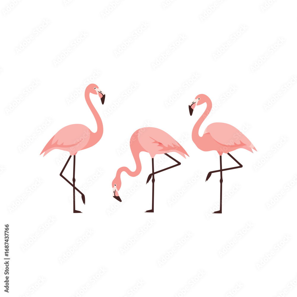 Obraz premium Three pink flamingos elegant graceful wading tropical birds wildlife vector