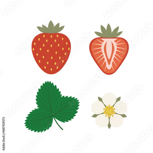 Fresh strawberry fruit leaf flower isolated vector illustration food ingredient vector