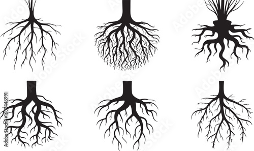 Diverse Tree Root Systems Collection in Black and White Vector Illustration for Biology and Botany Studies