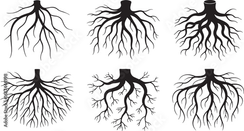 Diverse Tree Root System Illustrations in Black and White Graphic Representations of Underground Networks and Plant Biology