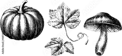 Engraved autumn harvest collection: pumpkin, leaf, and mushroom design for seasonal decor