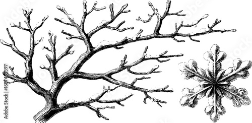Elegant vintage engraving of bare tree branch set with intricate detailing for art and design