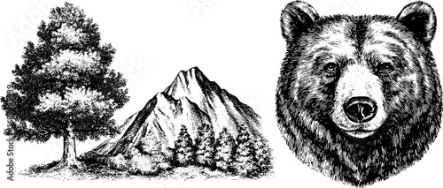 Engraved nature collection: bear head and pine tree design for rustic decor
