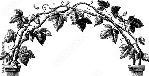 Vintage engraved illustration of broken arch with ivy for retro design and decor