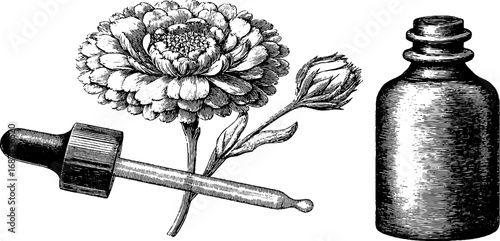 Calendula flower with dropper bottle, engraved illustration set vintage sketch hand drawn design.

