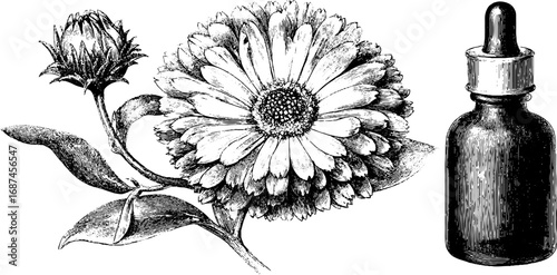 Vintage engraved illustration of calendula flower and dropper bottle for design and decor