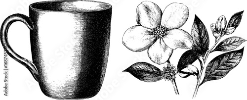Vintage engraved collection of ceramic mug and botanical floral illustration for design