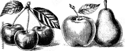 Vintage engraved illustration set of cherry and apple with pear silhouettes for retro design and decor