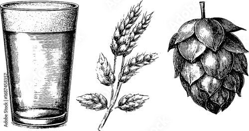 Engraved illustration set with craft beer glass and hops, vintage sketch hand drawn design.
