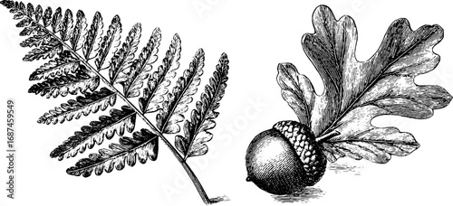 Engraved illustration set of fern frond and oak leaf with acorn for nature designs