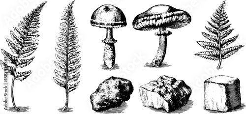 Engraved illustration set with fern frond and stone, botanical geological vintage sketch design.

