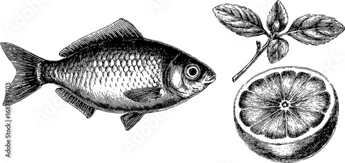 Vintage engraving set of fish and lemon slice with leaves for retro design projects
