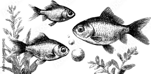 Engraved illustration set of goldfish and aquarium plants for vintage design