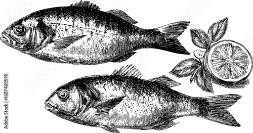 Engraved illustration set of grilled fish and lemon for retro culinary design