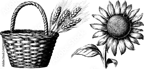Vintage harvest basket and sunflower engraving for rustic decor and design