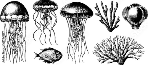 Vintage engraved set of jellyfish and coral for marine enthusiasts and nature designs