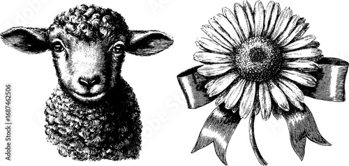 Engraved lamb and daisy flower sketch for retro design