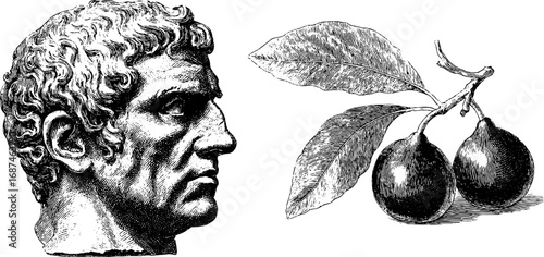Vintage marble bust and fig set engraving for retro design