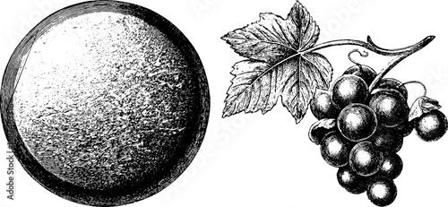 Vintage engraved illustration set of marble medallion and grape bunch for decorative design