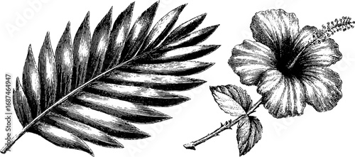 Vintage palm leaf and hibiscus engraving collection for botanical design