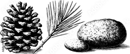 Engraved illustration set featuring pinecone and pine needle design for nature decor
