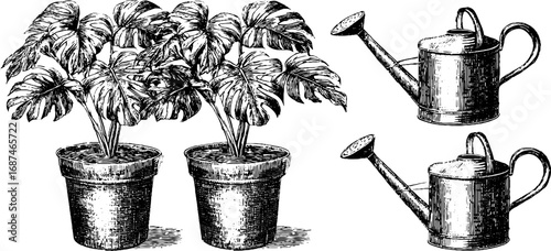 Engraved set of potted monstera plants and watering cans for retro botanical design