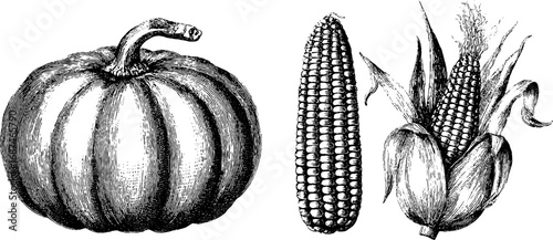 Vintage thanksgiving harvest: engraved pumpkin and corn cob illustration set for autumn decorations