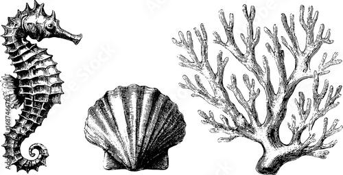 Engraved marine life collection featuring seahorse, coral, and shell design