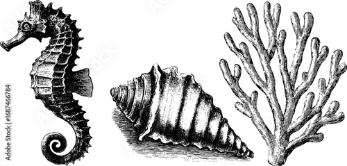 Engraved illustration set of seahorse, shell, and coral for nautical design