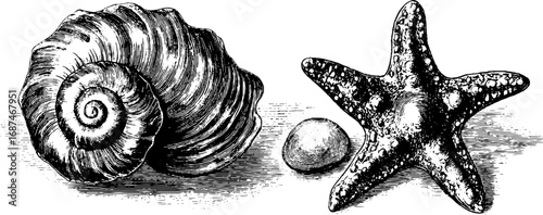 Vintage engraved illustration set of spiral shell and starfish for retro design and decoration