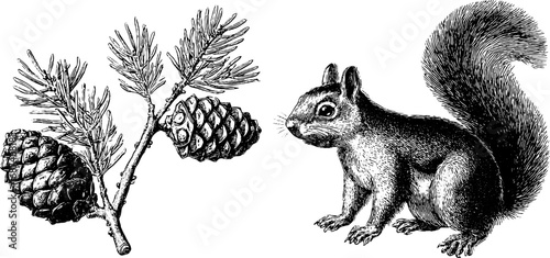 Engraved vintage illustration set of squirrel and pine cones for nature-themed designs
