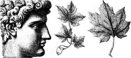 Engraved illustration set of classical statue head and maple leaf fragments for artistic design