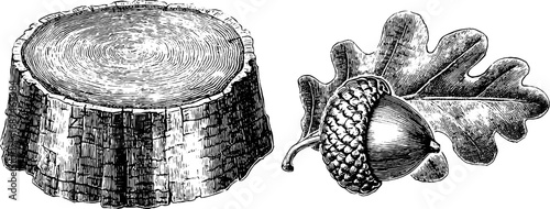 Vintage engraving of tree ring slice and acorn with leaf for retro design