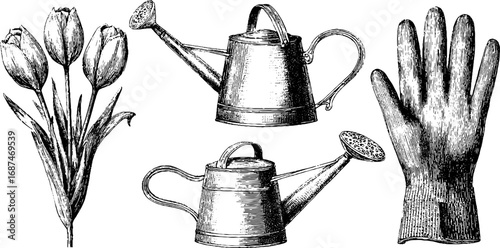 Vintage engraving of tulip bouquet with watering cans and gardening glove - retro botanical art collection