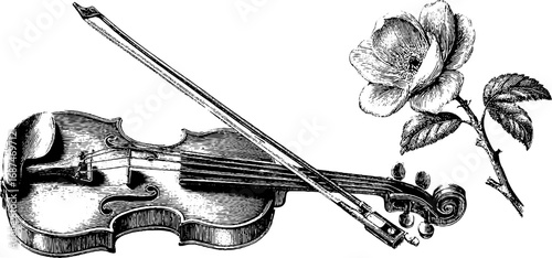 Engraved vintage violin and rose illustration set for musical and floral design