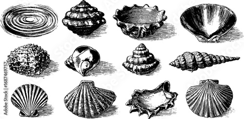 Engraved illustration set of water ripples and seashells for design projects