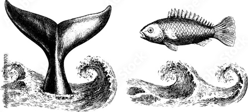 Engraved vintage illustration of whale tail and ocean waves with fish - retro maritime design for print and poster