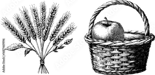 Vintage collection of wheat stalk and basket with apple - hand drawn engravings for retro designs