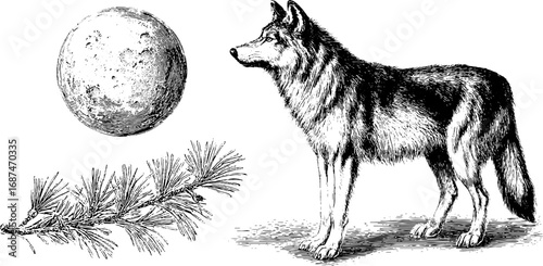 Wallpaper Mural Engraved illustration set featuring wolf, moon, and pine branch for retro design Torontodigital.ca