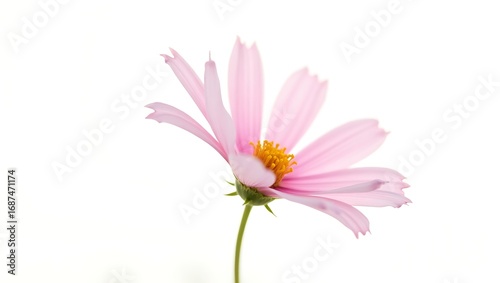 A single pink cosmos flower on a minimalist white background. A clean and serene nature concept for beauty, elegance, and soft focus design. Generative Ai.